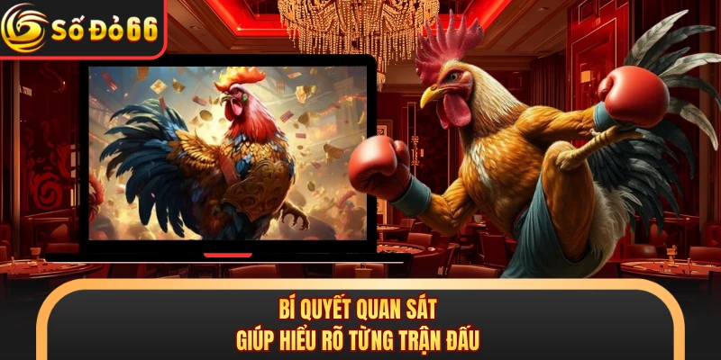 Đá Gà Thomo C2 Gây Chú Ý Với Giải Đấu Hấp Dẫn Tại SODO66