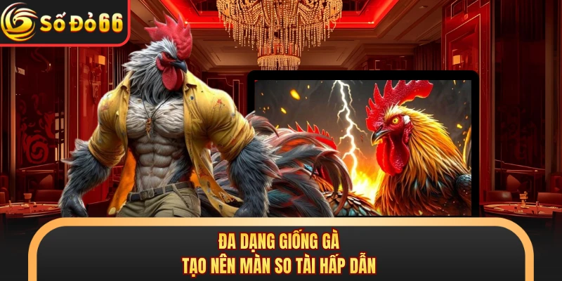 Đá Gà Thomo C2 Gây Chú Ý Với Giải Đấu Hấp Dẫn Tại SODO66