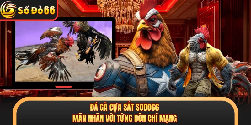 Đá Gà SODO66 - Đấu Trường Sản Sinh Ra Hàng Loạt Triệu Phú