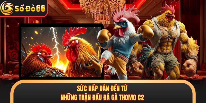 Đá Gà Thomo C2 Gây Chú Ý Với Giải Đấu Hấp Dẫn Tại SODO66
